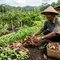 10 Bahan Pengganti Mulsa Plastik untuk Kebun Sayur yang Mudah Ditemukan di Rumah