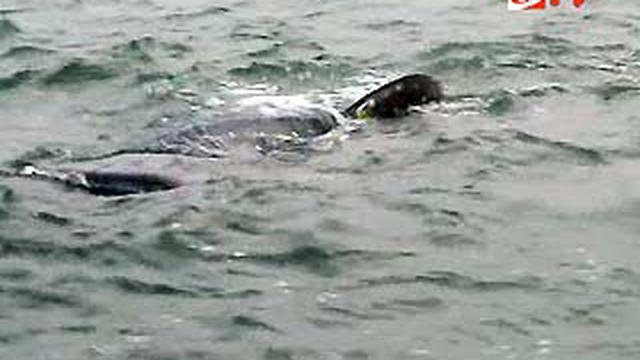 Rombongan Hiu Paus Di Pantai Bentar News Liputan6com