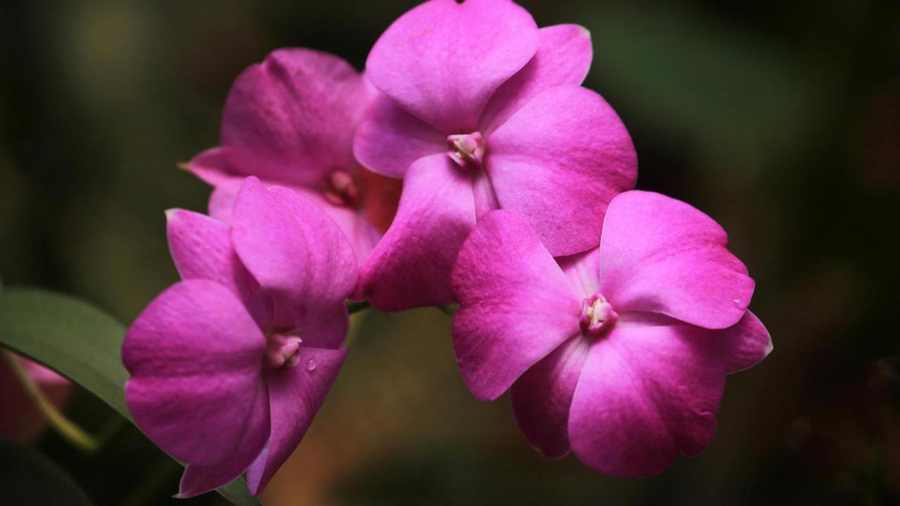 Bunga impatiens
