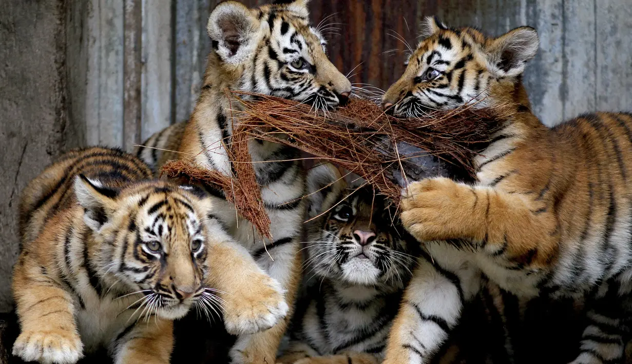 Empat anak harimau Bengal yang lahir di Guadalajara Zoo, negara bagian Jalisco, Meksiko terlihat di kebun binatang pada 5 Oktober 2021. Empat anak harimau itu lahir pada 3 Juli lalu dari Albert dan Chitara, harimau bengal di kebun binatang tersebut. (LISES RUIZ / AFP)