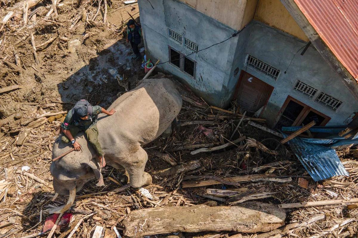 FOTO: Gajah Sumatra Dikerahkan Bantu Evakuasi Pascabanjir Bandang di Pidie Jaya
