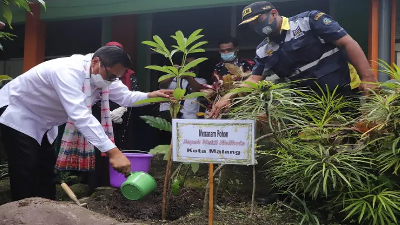 Mengenal Ragam Manfaat Pohon Pule yang Gencar Ditanam di Kota Malang