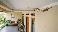 16 Cara Mencegah Cicak Bersarang di Plafon Teras Rumah, Bikin Area Tetap Bersih