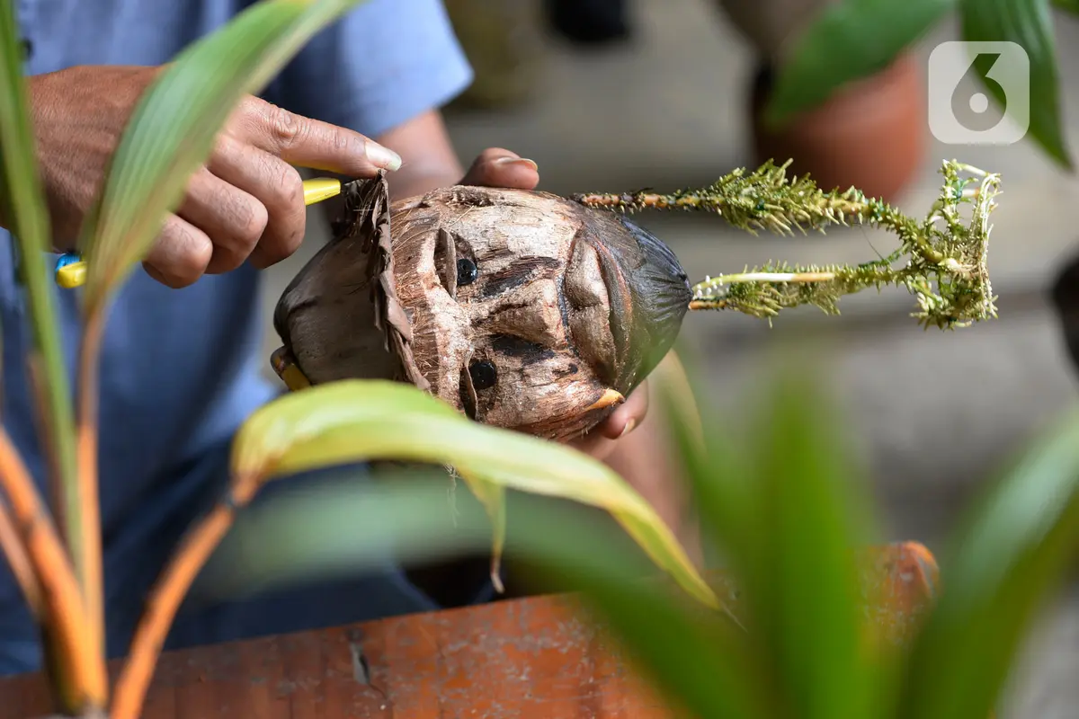Bonsai kelapa jadi potensi bisnis baru di tengah pandemi