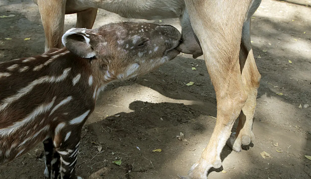 Momen unik di Kebun Binatang Nasional Managua, Nikaragua, Kamis (14/4). Seekor anak Tapir menyusu pada seekor kambing.(Reuters/ Oswaldo Rivas)