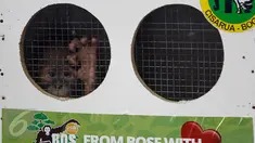 Tiga Orangutan yakni, Puspa orangutan Sumatera (Pongo abelli), Moza dan Junior orangutan Kalimantan (Pongo pygmaeus wurmbii) berada dalam kandang saat akan dilepas ke alam bebas di Jakarta, Selasa (9/2). (Liputan6.com/JohanTallo)