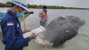 Foto tak bertanggal, peneliti mengumpulkan data bangkai paus sperma yang terdampar di perairan Wakatobi, Sulawesi Tenggara. Pada bangkai paus itu ditemukan 5,9 kg sampah, bahkan terdapat sandal jepit. (Muhammad Irpan Sejati Tassakka, AKKP Wakatobi via AP)