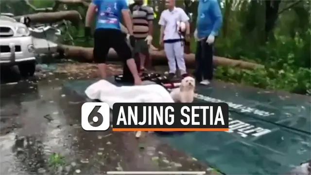 vertical anjingg