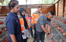 Timbunan Sampah Kelapa 60 Ton Diolah Jadi Pakan Ternak, Biaya Peternak Turun 60 Persen