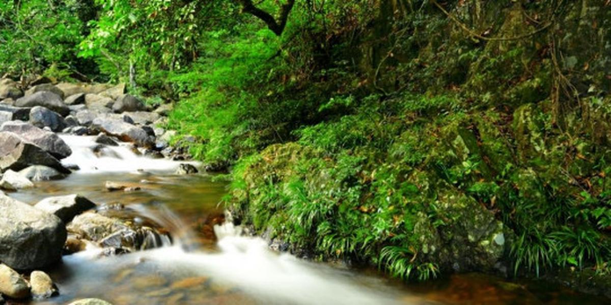 Pinggiran sungai atau danau