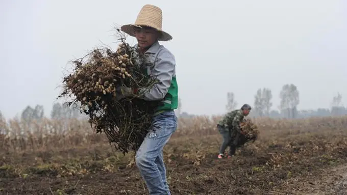 copyright viral4real.com