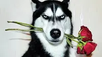 Berkat Pose Marah, Anjing Viral Ini Sembuhkan Sang Pemilik