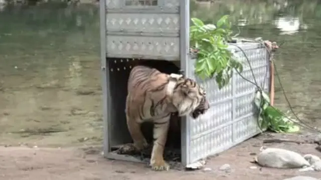 Harimau sumatera