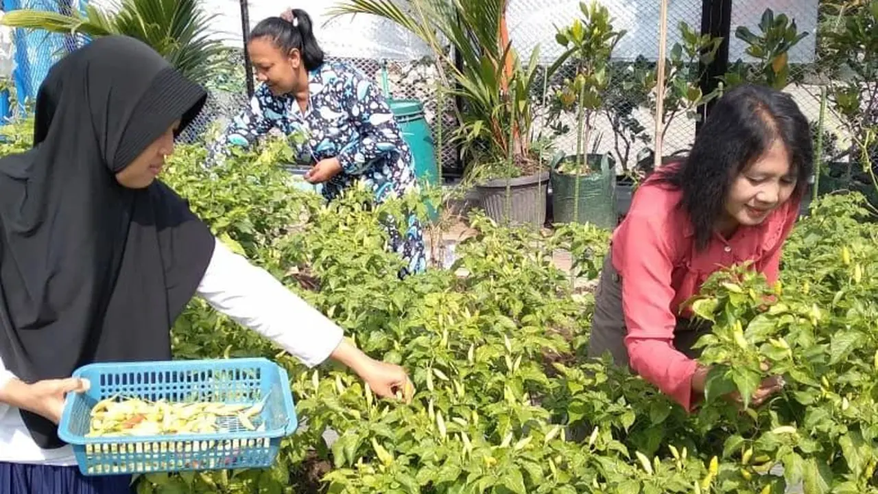 Anggota KWT Srikandi sedang panen hasil urban farmingnya