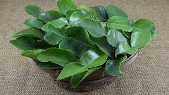 Trik Simpel Menghilangkan Rasa Pahit pada Daun Jeruk Purut Bubuk