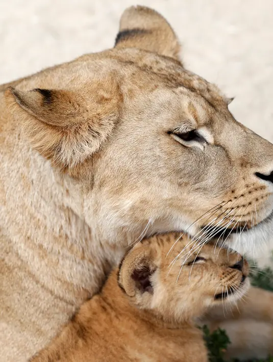 Bayi singa berber (Panthera leo leo) bersama induknya, Khalila, di kandang kebun binatang Dvur Kralove, Rep. Ceko, Senin (8/7/2019). Singa yang dikenal juga dengan nama singa atlas atau singa nubia, adalah subspesies dari singa yang telah punah di alam liar sekitar abad ke-20. (AP/Petr David Josek)