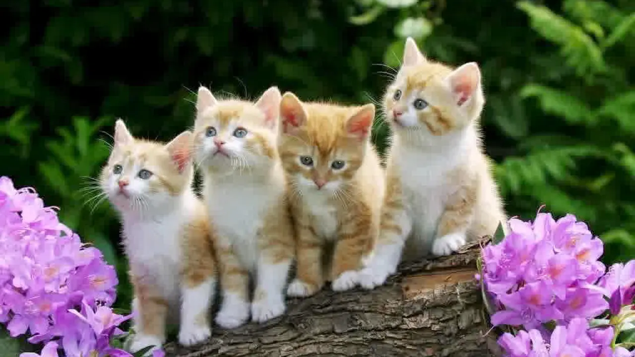 6 Kucing ini Bisa Membuatmu Minder dengan Keanggunannya