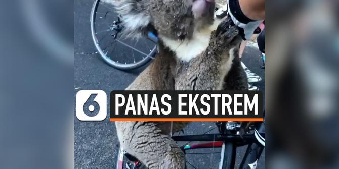 VIDEO: Viral, karena Panas Ekstrem Koala Minta Minum ke Pesepeda
