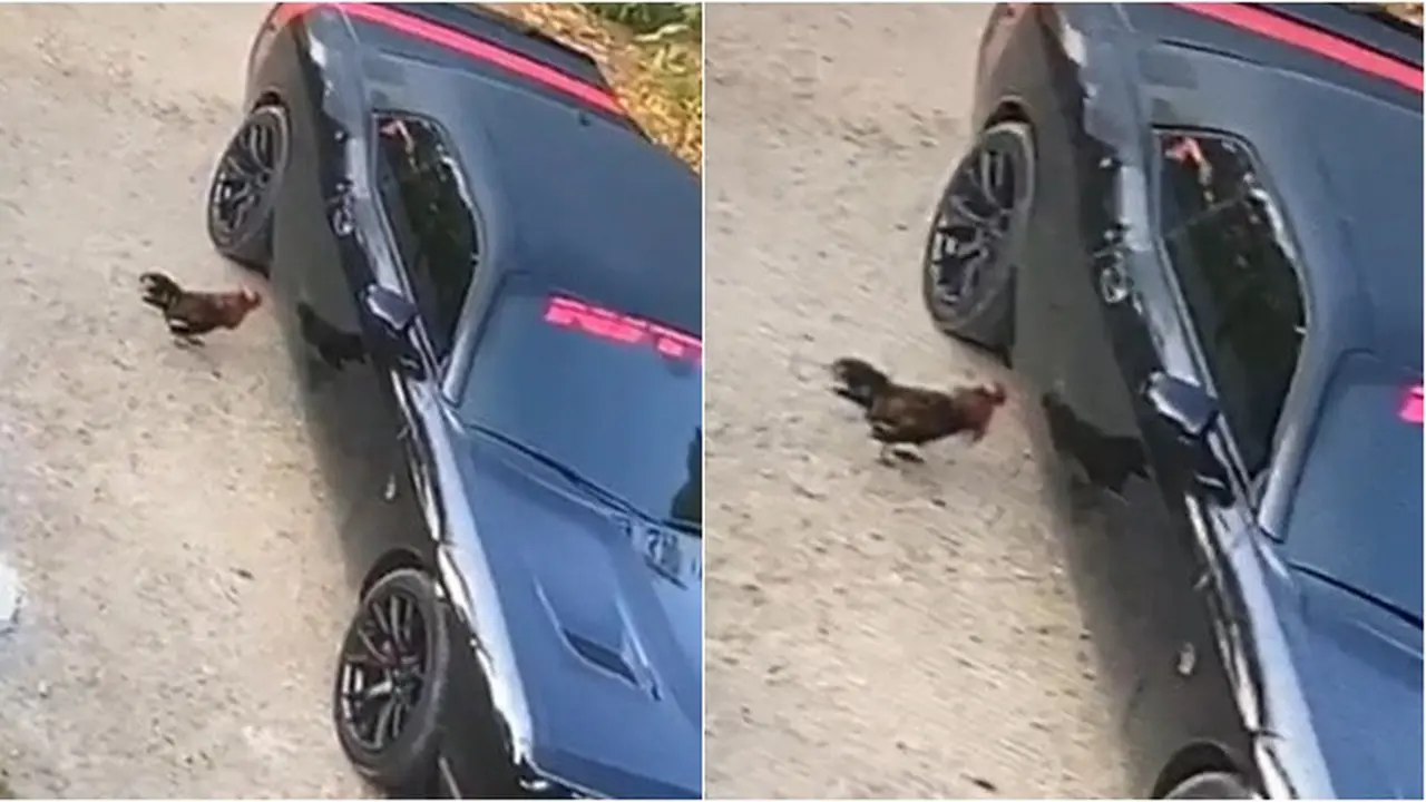 Viral, Video Kelakuan Ayam Serang Bodi Mobil Ini Bikin Sedih