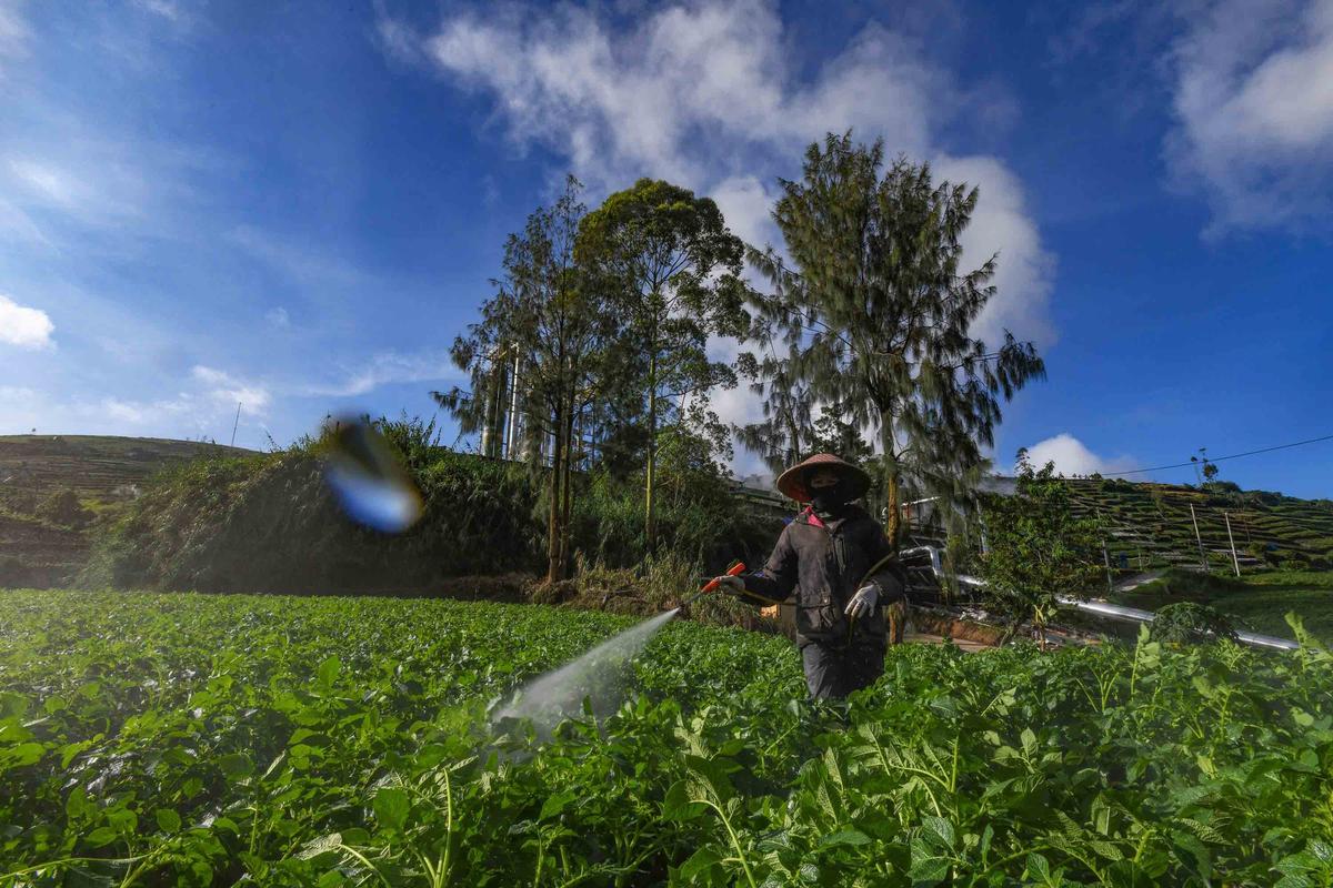 FOTO: Petani Kentang Dieng Terpinggirkan di Tengah Turunnya Harga Pupuk Subsidi