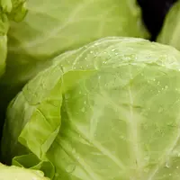 Kubis sebagai makanan pengganti nasi. (Foto: Unsplash/Shelley Pauls)