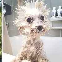 Menggemaskan, Anjing sebelum dan sesudah dimandikan | foto : Boredpanda.com 