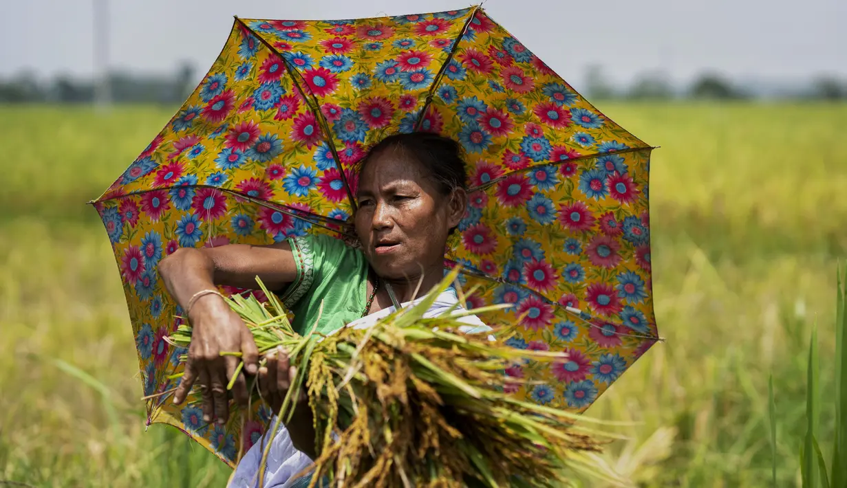Seorang wanita suku Karbi memanen padi di ladang di pinggiran Gauhati, India, Senin (23/5/2022). Secara historis dan nenek moyang mereka menyebut diri mereka Arleng (harfiah "manusia" dalam bahasa Karbi) dan disebut Karbi oleh orang lain. (AP Photo/Anupam Nath)