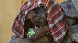 Foto pada 28 Januari 2022 ini menunjukkan orangutan Putri sedang makan sambil melindungi bayinya, di bawah selimut, di kandang mereka di Kebun Binatang Amneville di Amneville, Prancis timur. Bayi orangutan tersebut lahir pada 22 Januari lalu. (JEAN-CHRISTOPHE VERHAEGEN / AFP)