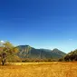 Taman Nasional Baluran, Banyuwangi, Jawa Timur. (Sumber Foto: balurannationalpark.web.id)