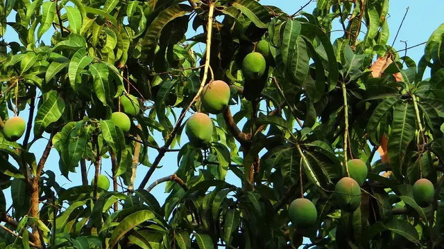 Ilustrasi mangga kasturi