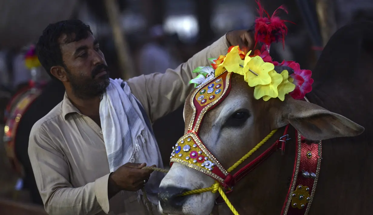 Seorang pedagang ternak berdiri dengan ternaknya di pasar menjelang perayaan Idul Adha di Peshawar, Pakistan (13/7/2021). Jelang Idul Adha, Pasar ternak di Peshawar, Pakistan mulai sibuk menjual hewan kurban. (AFP/Abdul Majeed)