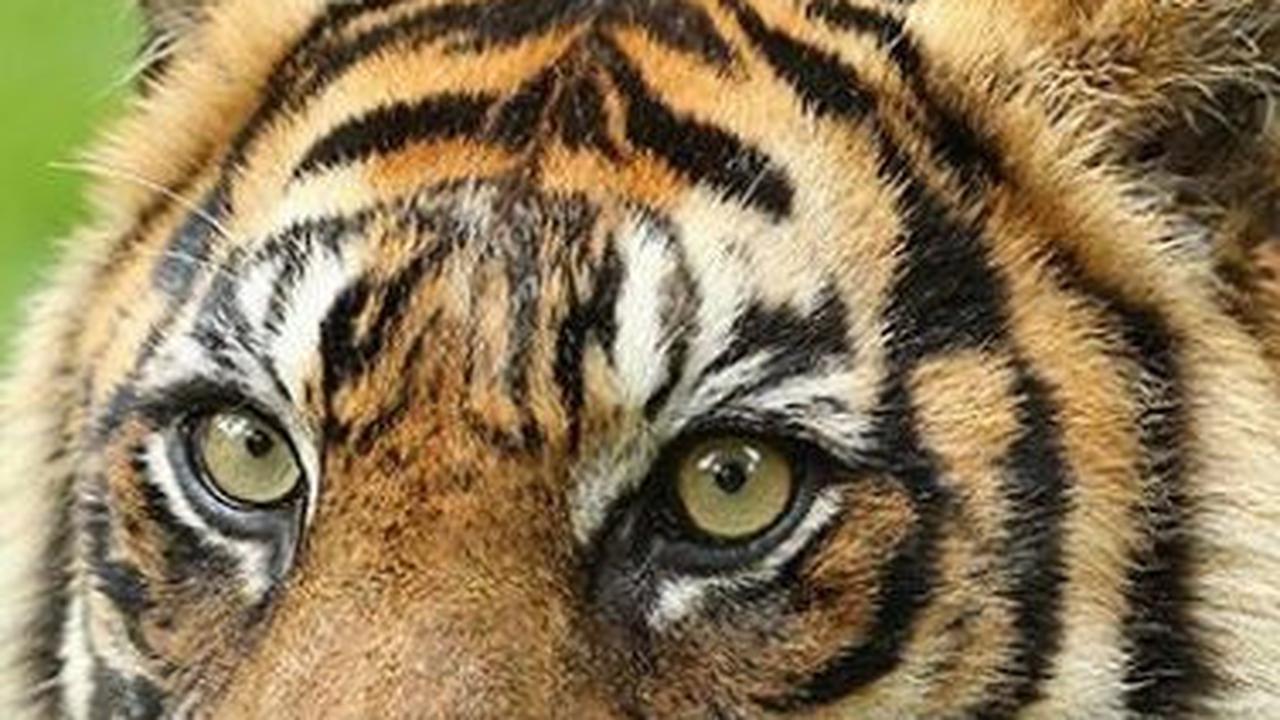 7. Cindaku atau Manusia Harimau: Legenda dan Kepercayaan Setengah Manusia Setengah Harimau