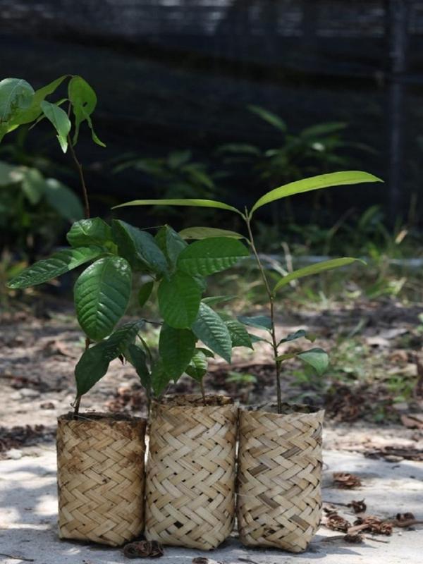 Polybag dari anyaman bambu yang digunakan untuk bibit pohon (Dok.KLHK)