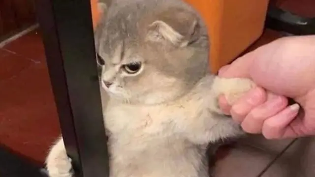 Makin Menggemaskan, Ini 7 Potret Kucing Sedang Ngambek yang Bikin Meringis