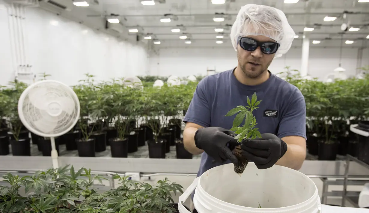 Seorang pekerja saat mengecek tanaman ganja medis di Tweed INC., Smith Falls, Ontario, Kanada (5/12). Tweed INC. merupakan salah satu lokasi budi daya ganja medis terbesar di Kanada. (AFP Photo/Lars Hagberg)