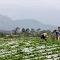 Peneliti proyek Indogreen saat mendatangi salah satu lahan perkebunan kopi di Pagar Alam Sumsel (Dok. ICRAF / Nefri Inge)