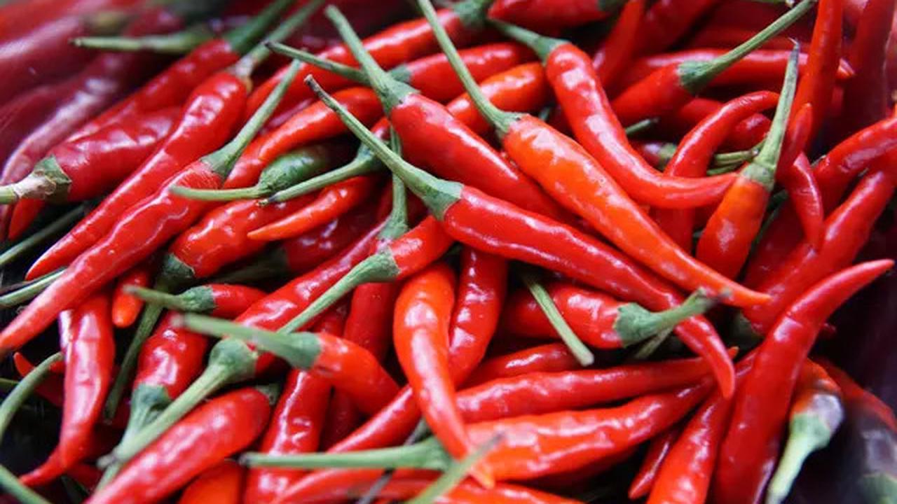 5 Tanaman Penghasil Uang di Lahan Sempit, Cara Terbaik Dapat Cuan dari Rumah