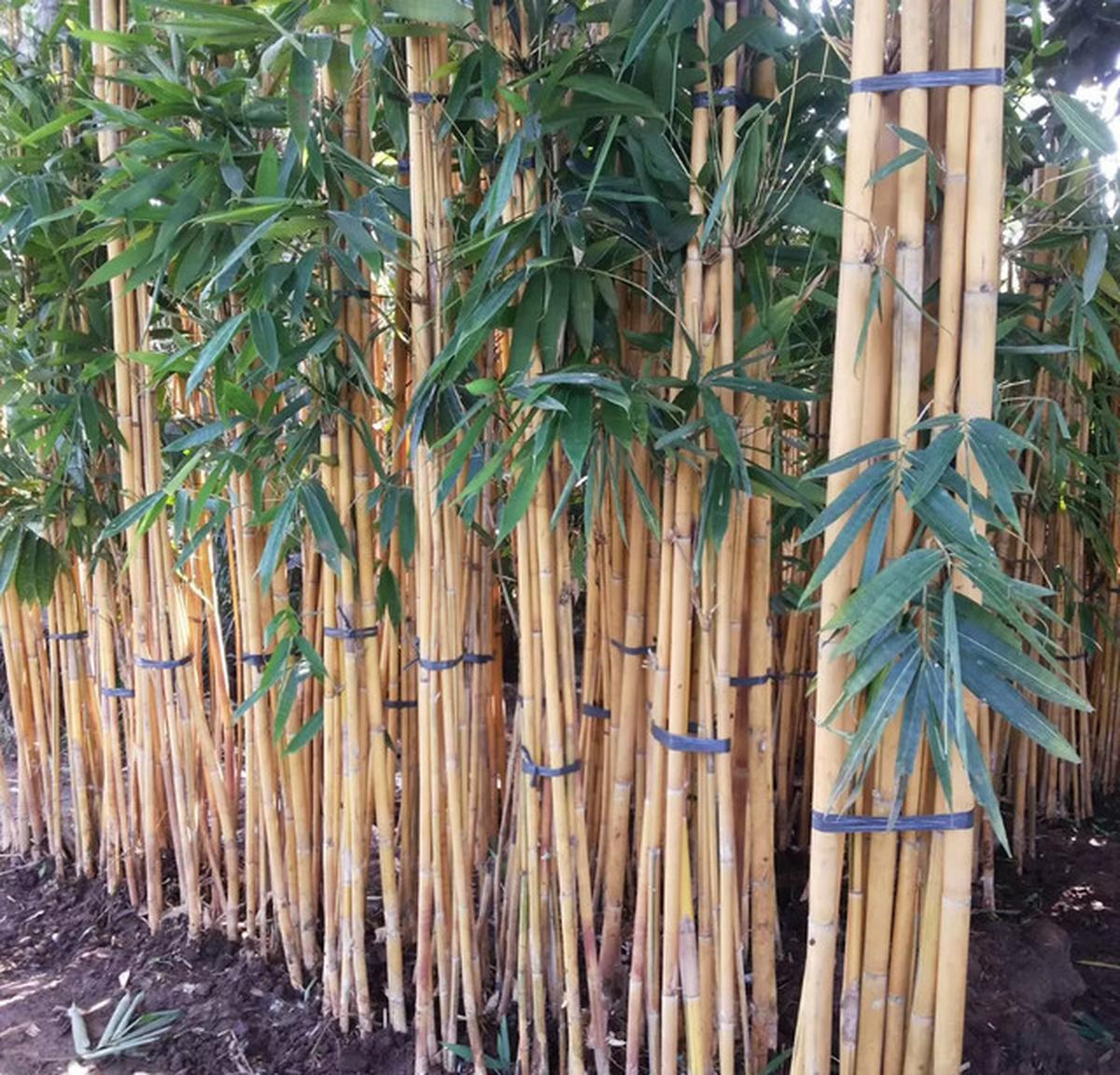 7 Jenis Tanaman Kebun Mini yang Sebaiknya Tidak Ditanam Dekat Rumah