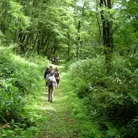 Alasan-alasan ini yang buat kamu mau shinrin-yoku di Jepang.