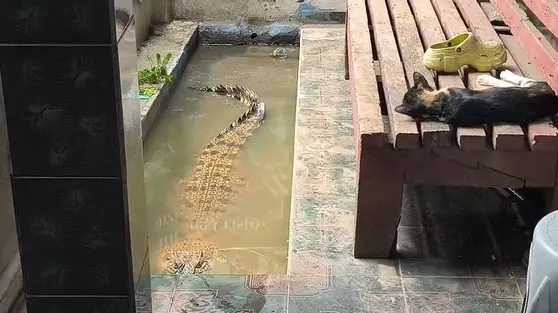 Kisah Coki, Buaya 2 Meter yang Dipelihara di Teras Rumah