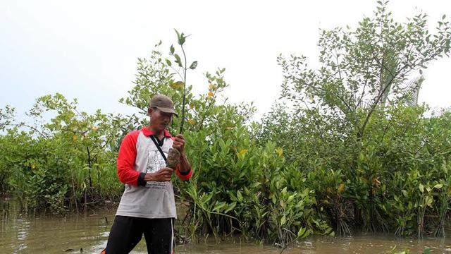 Perjuangan Wahyono Pulihkan Hutan Mangrove Nusakambangan