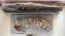 Mumi buaya ditampilkan setelah serangkaian penemuan oleh tim arkeologi Mesir di Saqqara, selatan Kairo, Sabtu (23/11/2019). Mumi hewan seperti anak singa, kucing, kobra, buaya, hingga kumbang ditemukan oleh arkeolog, termasuk 75 patung kayu dan perunggu dari masa silam. (Khaled DESOUKI/AFP)