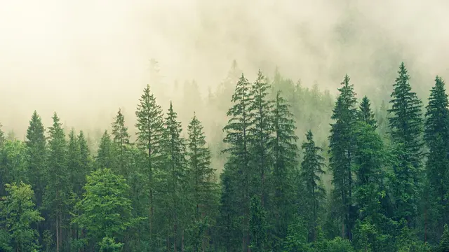 Hutan Pinus
