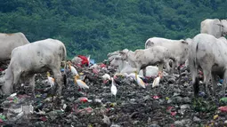 Kondisi TPA Jatibarang saat musim penghujan, Semarang, Rabu (10/2/2016). Sejumlah sapi dan Burung Blekok mencari makan di kawasan tersebut. (Foto: Gholib)