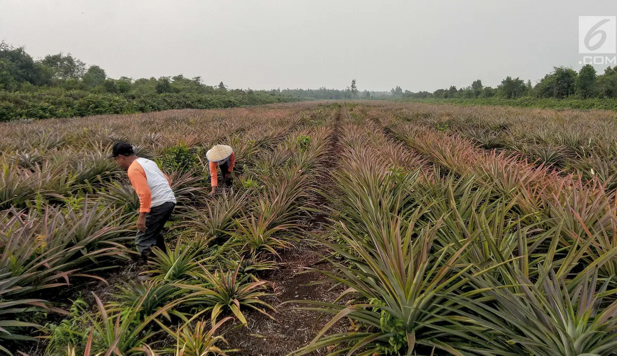 Petani yang tergabung Masyarakat Peduli Api bersama Komunitas Tani Tunas Makmur memetik nanas di Sei Pakning, Bengkalis, Riau, Rabu (11/9/2019). Perkebunan yang dikelola masyarakat dibangun Pertamina RU II Production Sei Pakning dengan pola kemitraan dan pembinaan. (Liputan6.com/Faizal Fanani)