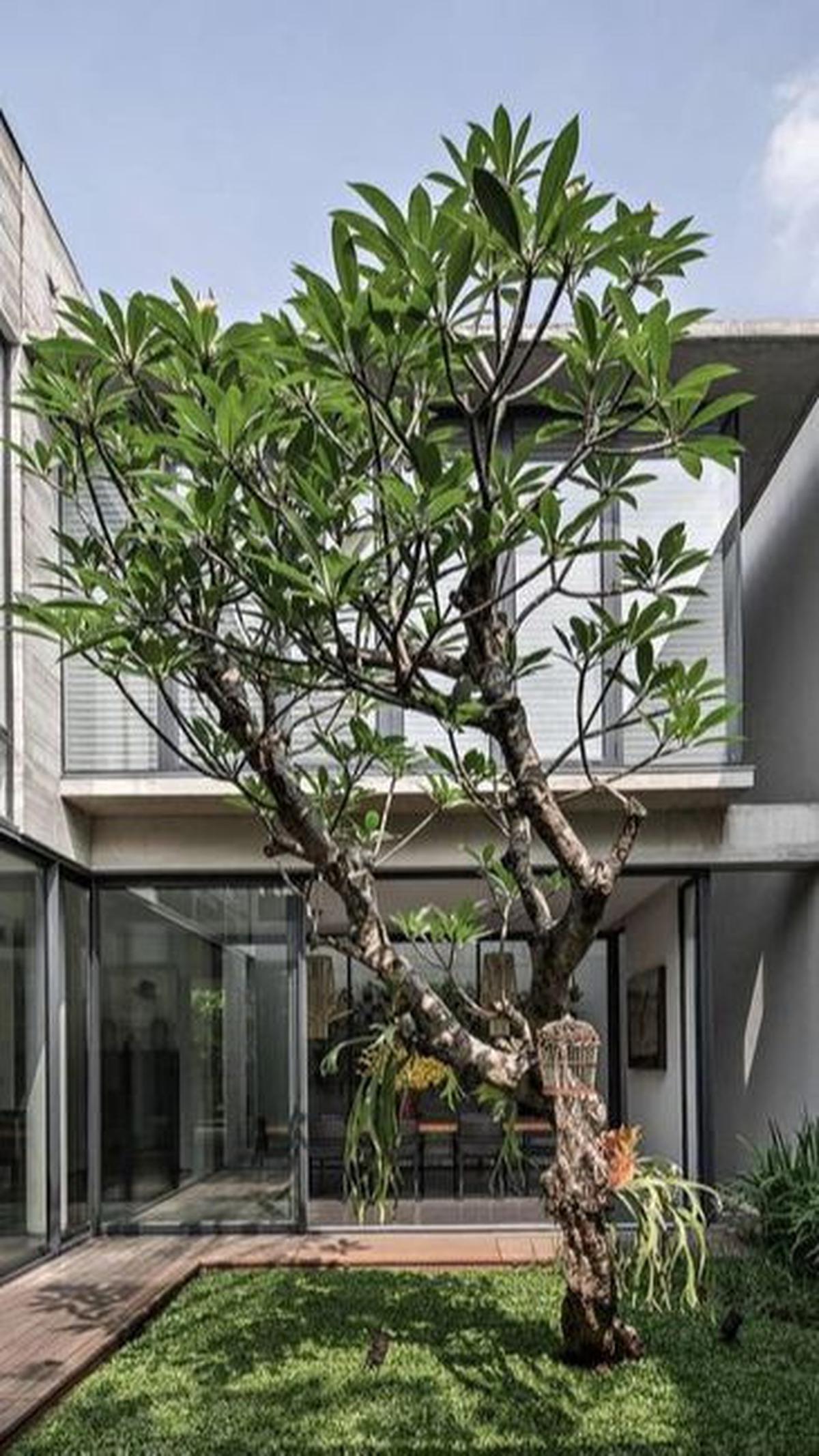 Taman Rindang di Dalam Rumah