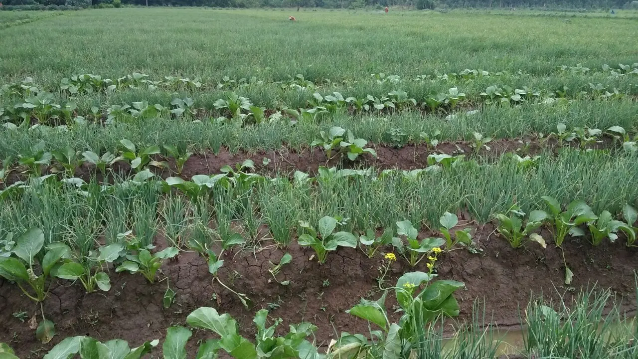 Tolong, Bawang Petani Cirebon Diserang Gandrong