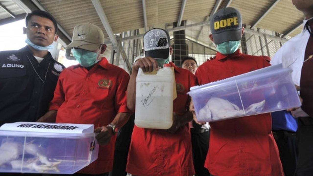 Puspitek musnahkan 1,5 ton ayam berformalin