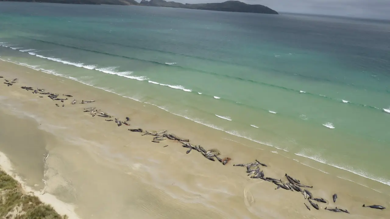 Lebih dari 140 ekor paus pilot terdampar di pantai terpencil di Selandia Baru, Minggu 25 November 2018 (AFP)