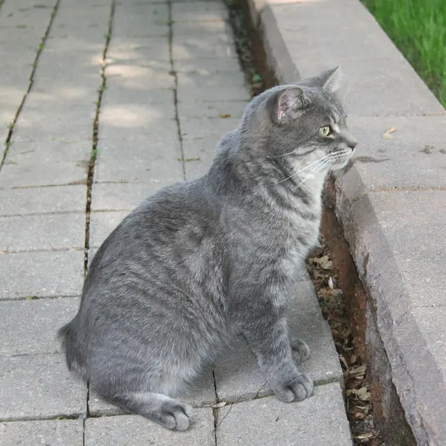 Manx